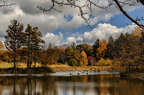 autumn color reflection fall clouds geese pond day cloudy crosbygardens toledobotanicalgardens nikond7000