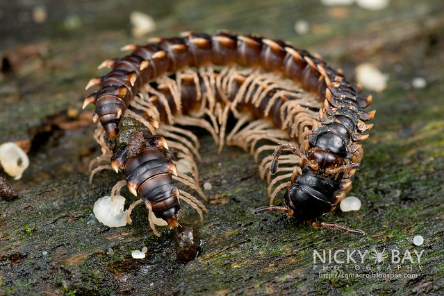 Millipedes (Diplopoda) - DSC_9058