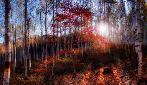 morning autumn forest birch brandonoh epl5