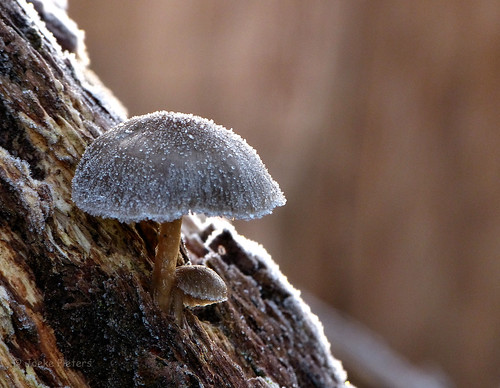 autumn fall nature mushroom frozen frost december bokeh hoarfrost ngc herfst fungi fungus toadstool paddenstoel vorst rijp mygearandme mygearandmepremium blinkagain panasonicdmcfz150 1120433