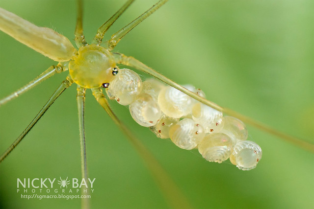 Daddy-Long-Legs Spider (Pholcidae) - DSC_1610