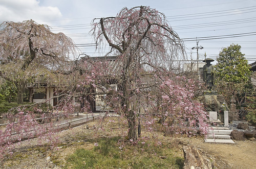 【写真】2014 桜 : 上品蓮台寺/2021-02-27/IMGP5640