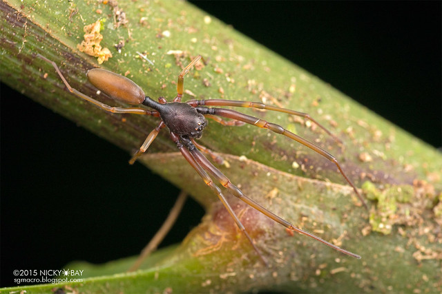 Ant-like sac spider (Utivarachna sp.) - DSC_4522
