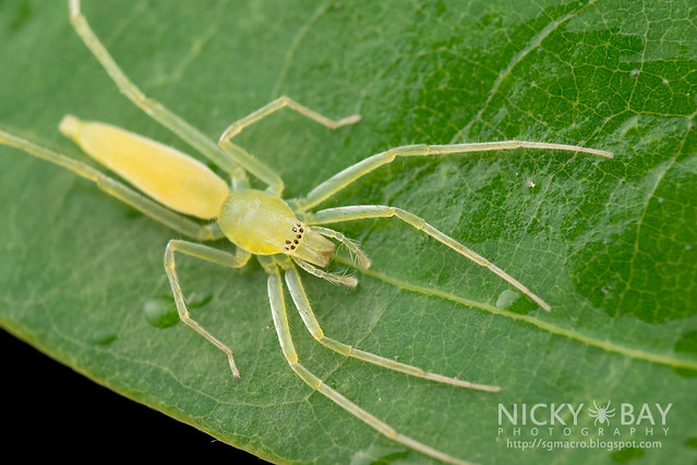 Sac Spider (Clubionidae) - DSC_0959