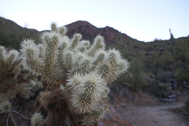 Cactus in the McDowell Sonoran Conservation