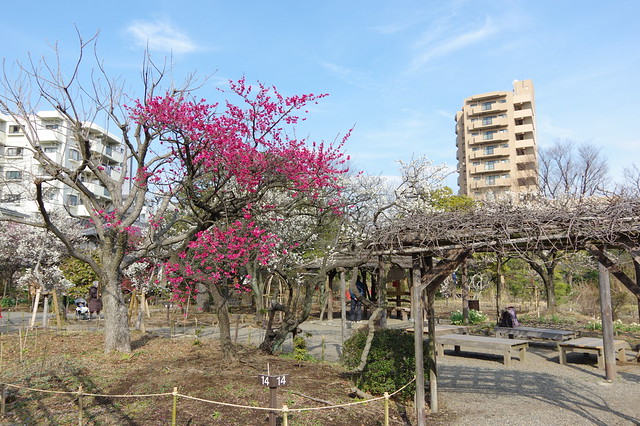 PENTAX K-3で撮影 東京路地裏散歩 東向島～浅草～上野 2014年3月4日