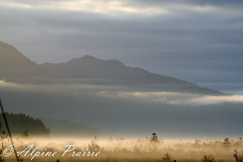 morning trees mist mountains fog alaska sunrise