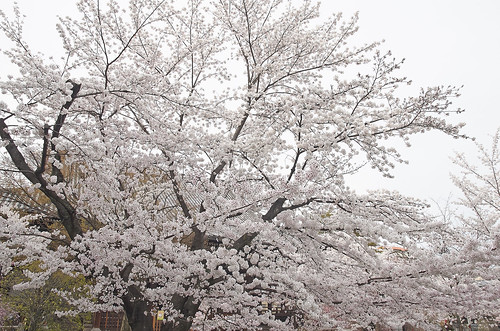 【写真】2014 桜 : 立本寺/2020-03-01/IMGP5739