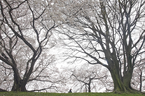 【写真】2014 桜 : 背割堤/2020-12-09/IMGP5781
