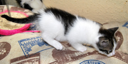 Gandalf, gatito blanco con manchas pardas nacido en Marzo´14 necesita hogar. Valencia. ADOPTADO. 13786737454_f0af8b2f25