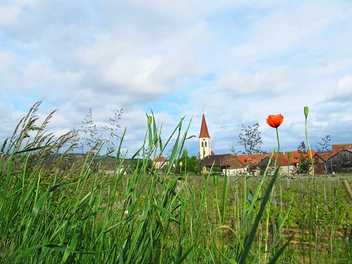 france church rural landscape view vineyards alsace poppy routedesvinsdalsace ammerschwihr eglisesaintmartin vineroad