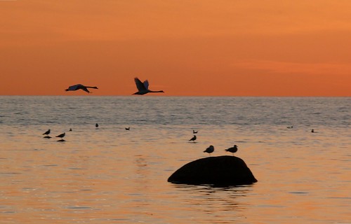 sunset sea birds stones twoswans
