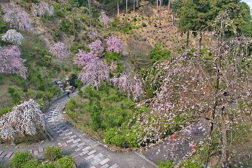 【写真】2013 桜 : 善峯寺/2021-11-23/IMGP0108