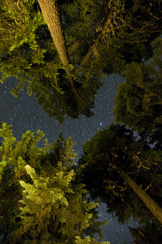 longexposure trees color night oregon stars nikon nighttime le oakridge d90 willamettenationalforest