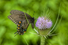 Eastern Tiger Swallowtail (Papilio glaucus) dark female
