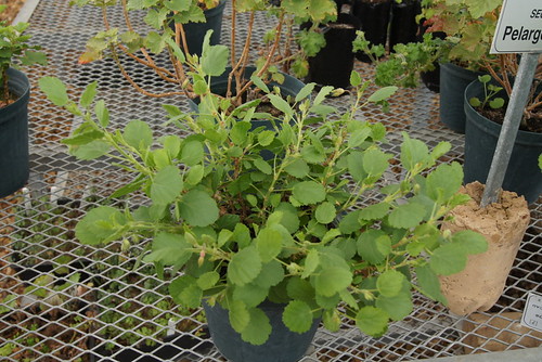 Pelargonium betulinum