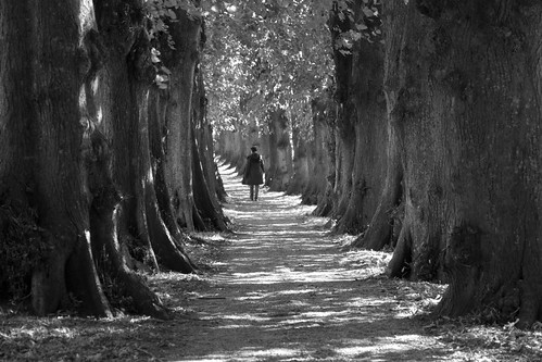 trees light shadow blackandwhite friedhof walking licht alley schwarzweiss bäume schatten schleswigholstein allee schlei sieseby difridi
