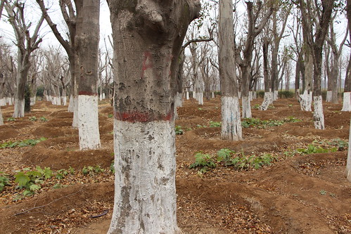 有些古樹已經被某些建商訂購，在樹幹上被噴上紅漆。（圖：林吉洋）