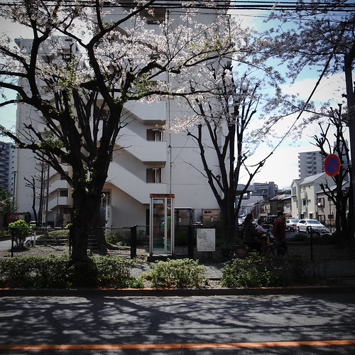 Sakura road