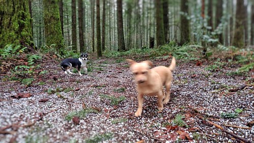 two nine pound dogs vs. the hailstorm. Seen while trail running. #dogs #trailrun #trailrunning #trail #betsy #max  #madmax #ratcha #rescuedogs #oregondogrescue #forestfloor #forest #hail #hailing #weather #beavercreekoregon