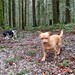 two nine pound dogs vs. the hailstorm. Seen while trail running. #dogs #trailrun #trailrunning #trail #betsy #max  #madmax #ratcha #rescuedogs #oregondogrescue #forestfloor #forest #hail #hailing #weather #beavercreekoregon