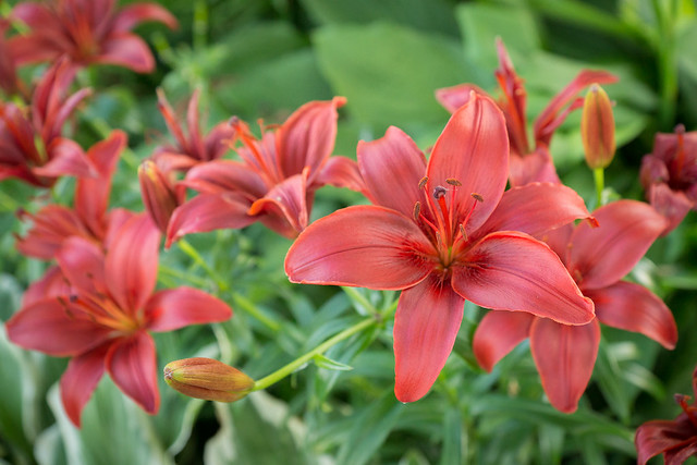 Lily, Lilies, Red, Garden, Flower, Flowers