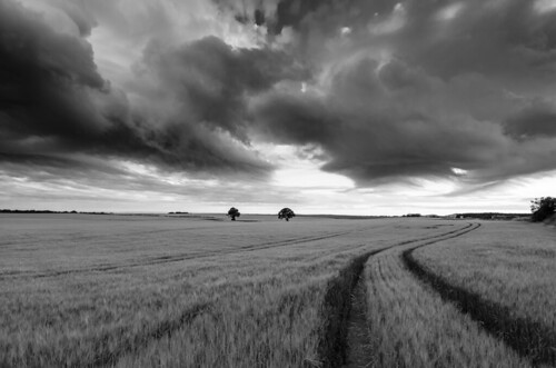 sunset tree field clouds moody wheat stormy crops sunsetaugust2013