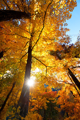 autumn trees sun mountains color fall leaves yellow landscape nikon arkansas ozarks