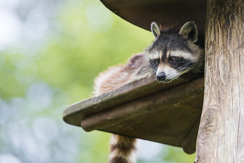 park up zoo switzerland nikon platform resting raccoon lying observing d4 lachauxdefonds boisdupetitchâteau
