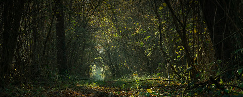france photographie paysage forêt vienne sèvresanxaumont