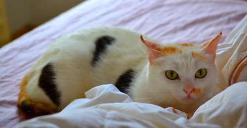 Michi, gatita tricolor muy blanca, una monadita nacida en Mayo´12 necesita hogar. Valencia. ADOPTADA. 13567764915_08a06a1448