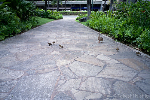 family of spot-billed ducks
