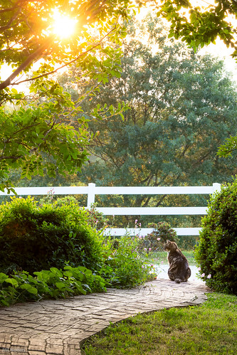 kitty cat sunset blueridgemountains greenville sc landrum