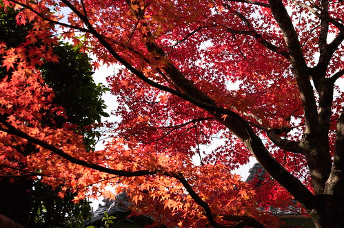 【写真】2012 紅葉 : 金福寺/2020-11-21/IMGP6001