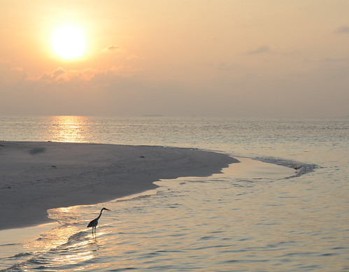 birds beaches sunrises maldives photoshop7 mdv ariatoll angaga