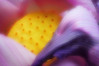 Lotus Flower (pinhole photo)