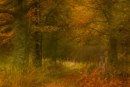autumn grass forest fence woods sweden autumnleaves autumncolours halland mygearandme mygearandmepremium