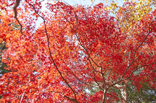【写真】2013 紅葉 : 西明寺/2021-11-25/IMGP3211