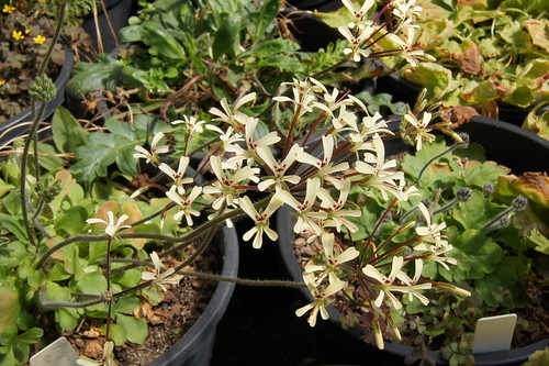Pelargonium moniliforme