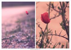 88/365 - Alone together (diptych)
