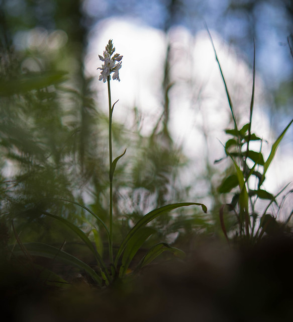 Common spotted orchid - Dactylorhiza fuchsii - Bosorchis