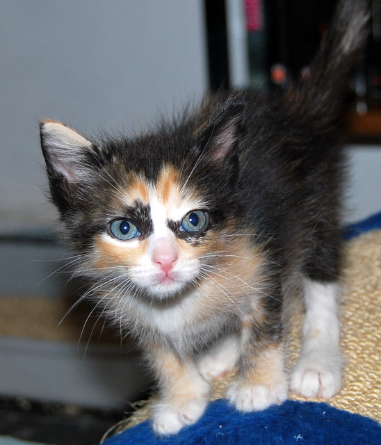Kitty, exótica gatita tricolor de pelo semilargo, nacida en Abril´14, en adopción. Valencia. ADOPTADA. 14262160822_e9648f0ce0_z