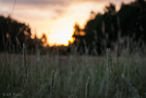 field sunrise sonnenuntergang outdoor feld felder landschaft sonnenaufgang niederrhein lowerrhine skfoto knellesen