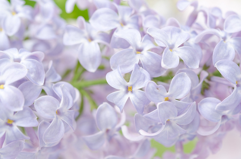 нежно-фиолетовые цветы скачать