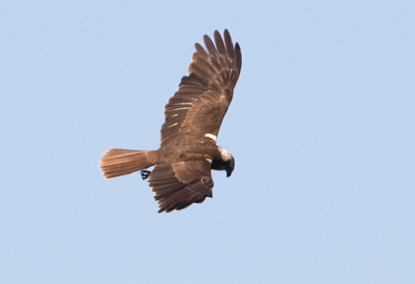 Photograph titled 'Eurasian Marsh-Harrier'