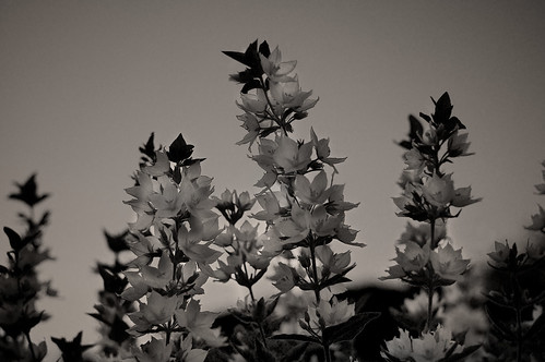 light flower mono evening blackwhite soft dof bokeh konicahexanon blidsberg sonynex
