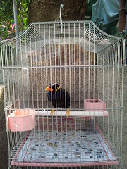 Yuen Po Street Bird Garden