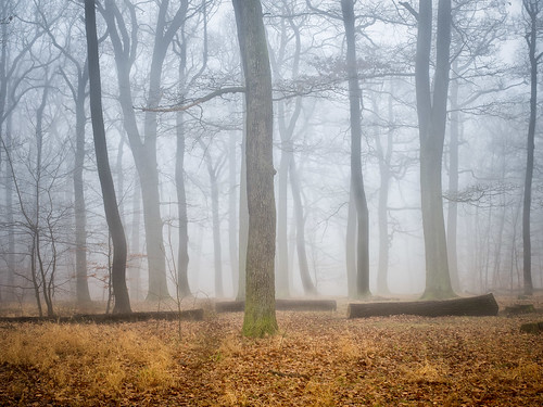 wood tree fog austria day air soil