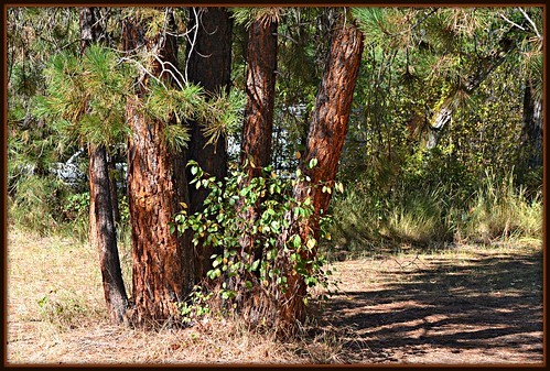 trees texture nature river montana shadows missoula campground 196 clarkforkriver beavertailhillstatepark