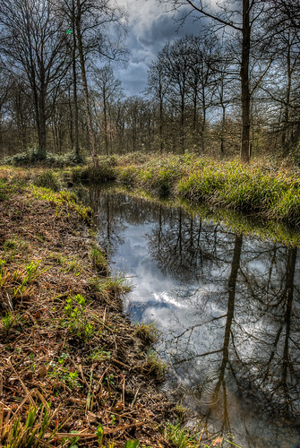 wood uk england reflection oneaday woodland pond flickr places creativecommons photoaday raindrops essex hdr highdynamicrange pictureaday photomatix forestrycommission debden project36582 flickriver rowneywood markseton carverbarracks rowneywoods project365230314